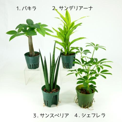 フィギュアが選べる カラーサンド植え 水さし付 サファリセット 観葉植物 ハイドロカルチャー 水耕栽培 インテリアグリーン 樹里オンラインショップ 通販 Yahoo ショッピング