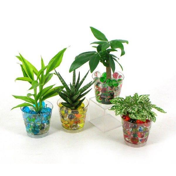 バード ビー玉植え 観葉植物 ハイドロカルチャー 水耕栽培 インテリアグリーン 冬バーゲン 特別送料無料