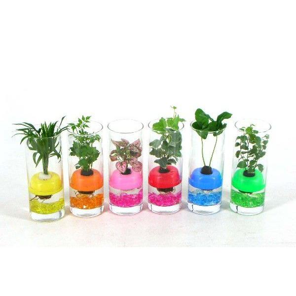 い出のひと時に とびきりのおしゃれを フローテ ボトル 観葉植物 ハイドロカルチャー 水耕栽培 インテリアグリーン