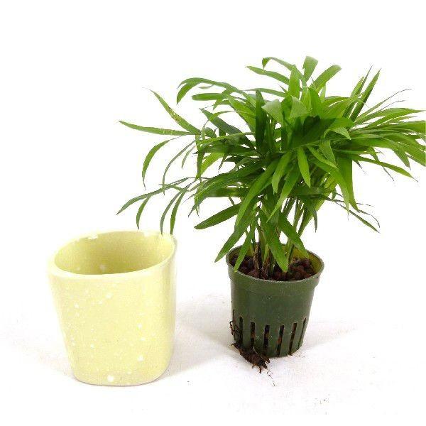 キュートスクエアの鉢 2号苗 観葉植物 ハイドロカルチャー 水耕栽培 インテリアグリーン 樹里オンラインショップ 通販 Yahoo ショッピング