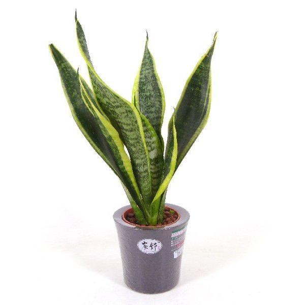 ハイミニ炭鉢の鉢 観葉植物 ハイドロカルチャー 水耕栽培 インテリアグリーン 樹里オンラインショップ 通販 Yahoo ショッピング