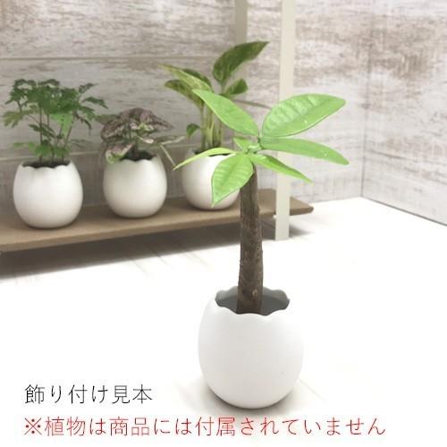 オアシスたまごの鉢 6個セット モウルドパック付き 観葉植物 ハイドロカルチャー 水耕栽培 インテリアグリーン 樹里オンラインショップ 通販 Yahoo ショッピング