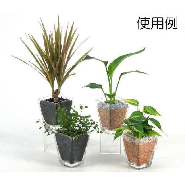 今ならほぼ即納 スクエアグラスの鉢 観葉植物 ハイドロカルチャー 水耕栽培 インテリアグリーン Wantannas Go Id
