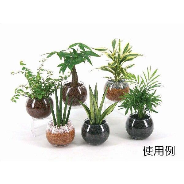 21新発 バルンボール100の鉢 観葉植物 ハイドロカルチャー 水耕栽培 インテリアグリーン Wantannas Go Id