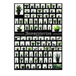 ポスター サンスベリア サンセベリア Sansevierias 観葉植物 ハイドロカルチャー 水耕栽培 インテリアグリーン 樹里オンラインショップ 通販 Yahoo ショッピング
