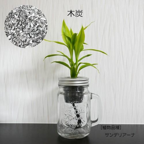 保存版 ウォータリウム ドリンクジャーm 炭植え 観葉植物 ハイドロカルチャー 水耕栽培 インテリアグリーン Wantannas Go Id
