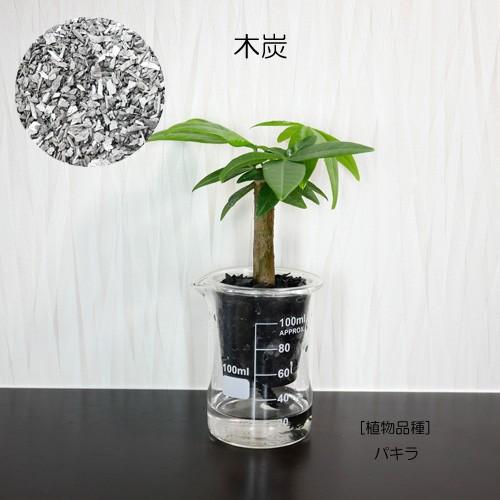 ウォータリウム ビーカーs100ml 炭植え 観葉植物 ハイドロカルチャー 水耕栽培 インテリアグリーン 樹里オンラインショップ 通販 Yahoo ショッピング