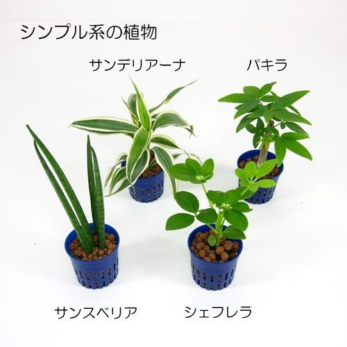 ウォータリウム ビーカーs100ml 炭植え 観葉植物 ハイドロカルチャー 水耕栽培 インテリアグリーン 樹里オンラインショップ 通販 Yahoo ショッピング