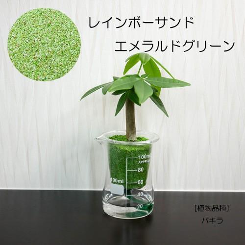 ウォータリウム ビーカーs100ml レインボーサンド植え 観葉植物 インテリアグリーン ハイドロカルチャー 水耕栽培 爆安