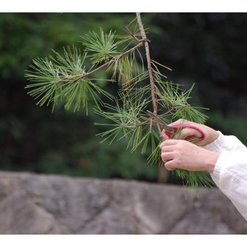 木のかんたん検知液(4ml) （２個まで送料３6０円）（３個以上送料無料） |  | 01