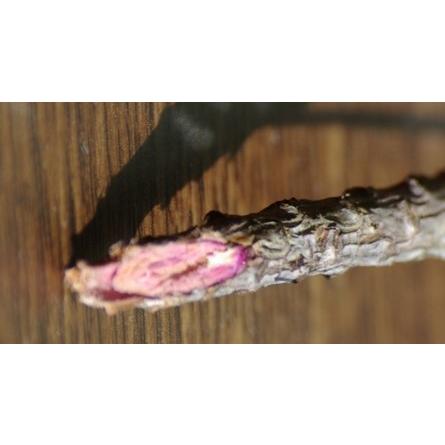 木のかんたん検知液(4ml) （２個まで送料３6０円）（３個以上送料無料） |  | 03