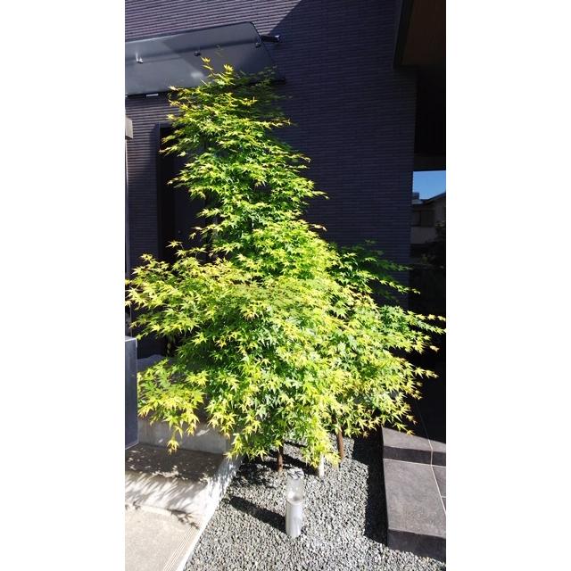 窒素リン酸カリ+ケイ酸 木 の肥料 酸性雨 対策 の一つに 木 や 土 に 栄養 補給を 「庭木元気」　４０ｇ×３袋 SDGS |  | 03