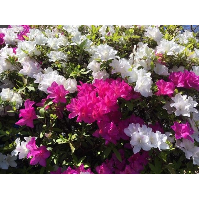 窒素リン酸カリ+ケイ酸 木 の肥料 酸性雨 対策 の一つに 木 や 土 に 栄養 補給を 「庭木元気」　４０ｇ×３袋 SDGS |  | 04