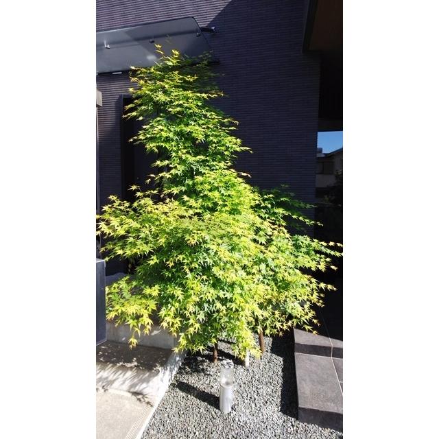 窒素リン酸カリ+ケイ酸 木 の肥料 酸性雨 対策 の一つに 木 や 土 に  栄養 補給を  「庭木元気」　４００ｇ SDGS |  | 03