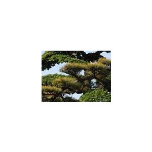 窒素リン酸カリ+ケイ酸 木 の肥料 酸性雨 対策 の一つに 木 や 土 に  栄養 補給を  「庭木元気」　４００ｇ SDGS |  | 04