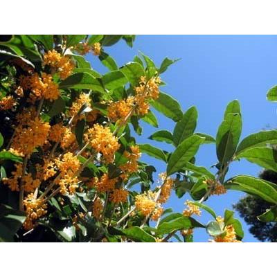 窒素リン酸カリ+ケイ酸 木 の肥料 酸性雨 対策 の一つに 木 や 土 に  栄養 補給を  「庭木元気」　４００ｇ SDGS |  | 05