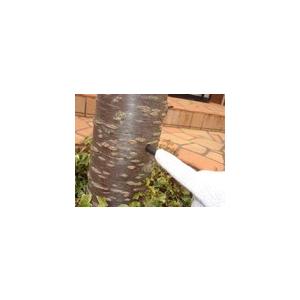 モリブデン ミネラル 成分 を 樹幹 埋設 。家庭でできる 酸性雨 対策 の一方策 木 に ミネラル 栄養 補給　「庭木活力」２本入り SDGS |  | 02