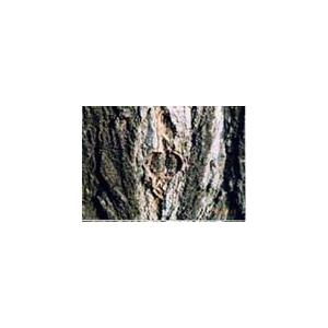 モリブデン ミネラル 成分 を 樹幹 埋設 。家庭でできる 酸性雨 対策 の一方策 木 に ミネラル 栄養 補給　「庭木活力」２本入り SDGS |  | 03