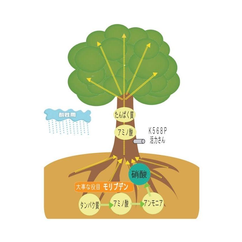 モリブデン ミネラル 成分 を 樹幹 埋設 。家庭でできる 酸性雨 対策 の一方策 木 に ミネラル 栄養 補給　「庭木活力」２本入り SDGS |  | 04