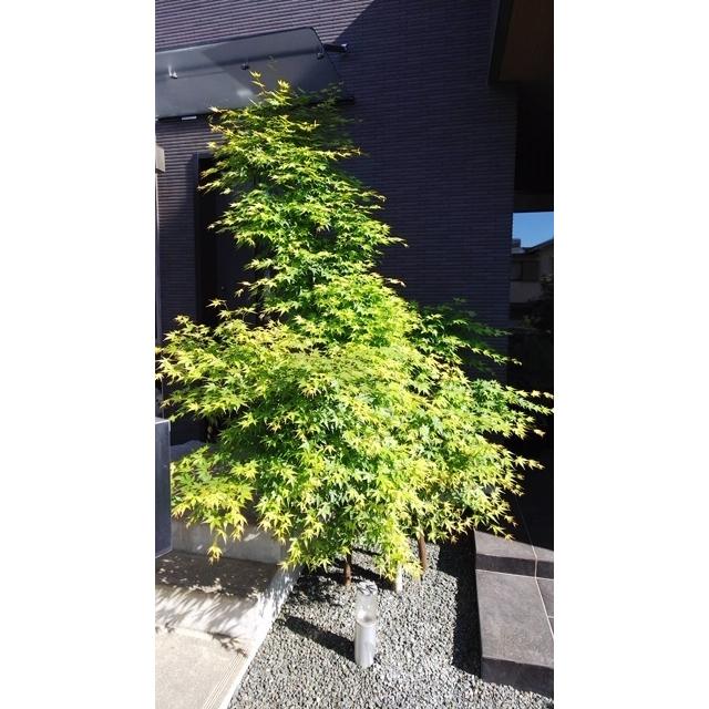 樹勢回復 液肥 モリブデン 成分　 酸性雨 対策の一つに 葉面散布 や 根本にまいて、木 や土に ミネラル補給 「庭木健育６ｇ」 SDGS |  | 03