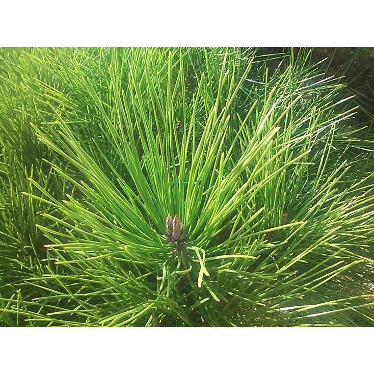 樹勢回復 液肥 モリブデン 成分　 酸性雨 対策の一つに 葉面散布 や 根本にまいて、木 や土に ミネラル補給 「庭木健育６ｇ」 SDGS |  | 04