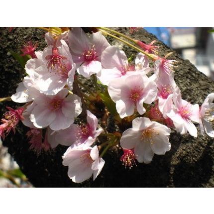 まずはこれ！庭木のスタンダードセット「庭木のツチトコ」＋「庭木元気」自然環境悪化の今、必要なミネラル７種と主栄養窒素リン酸カリ＋ケイ酸 SDGS |  | 04