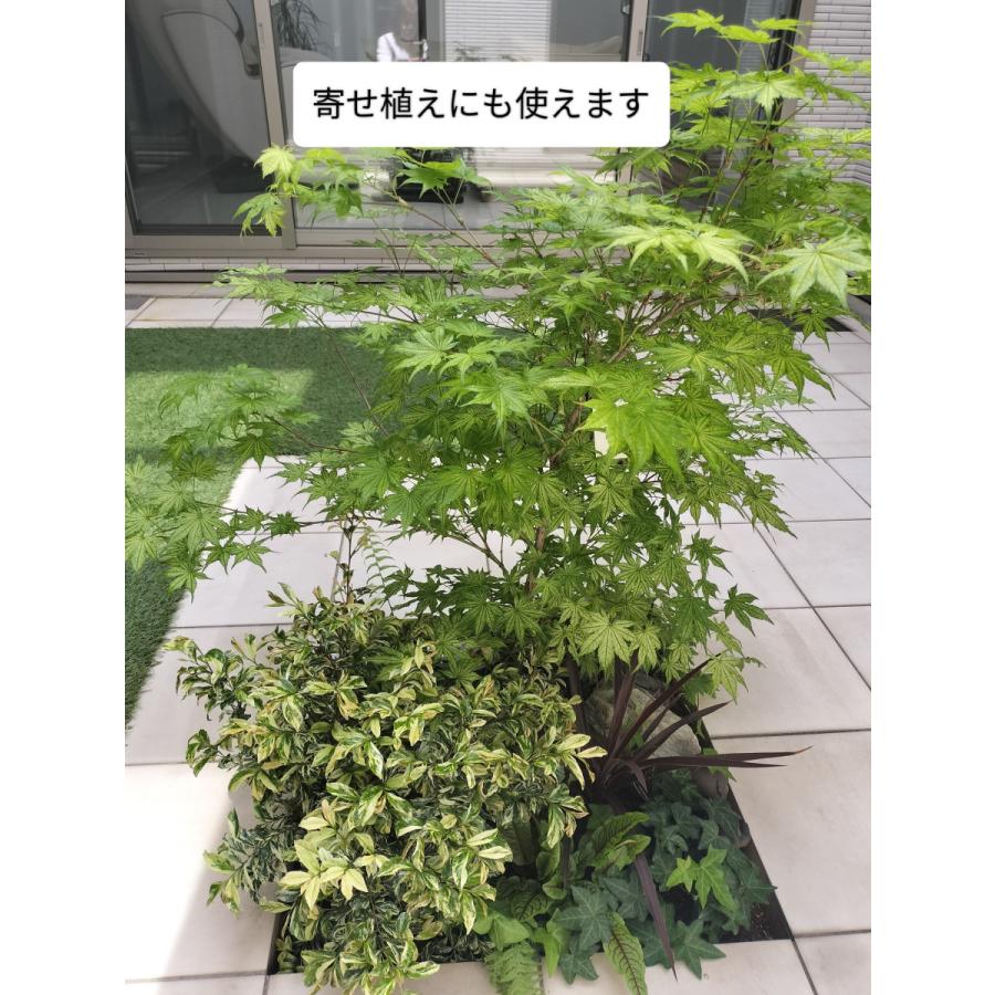 まずはこれ！庭木のスタンダードセット「庭木のツチトコ」＋「庭木元気」自然環境悪化の今、必要なミネラル７種と主栄養窒素リン酸カリ＋ケイ酸 SDGS |  | 03