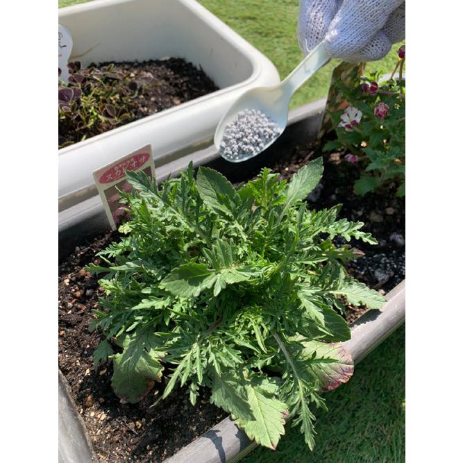 プランターのツチトコセット ツチトコ粉状１８０ｇ ツチトコnpk１２０ｇ ミネラル栄養 肥料 植物よろこぶ土づくりに Tchi9h01 樹木新理論 通販 Yahoo ショッピング