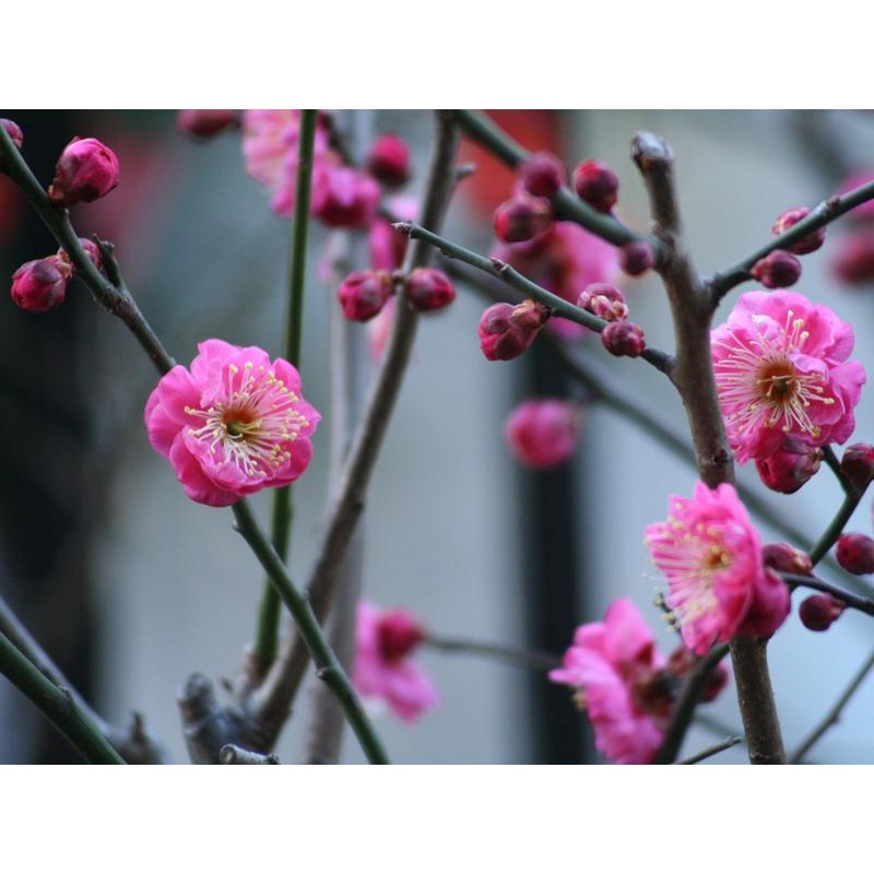 『庭木のツチトコ』（量多め）酸性雨など自然環境悪化の今、庭木に必要なミネラル７種配合 木々が多いお庭に（４００ｇ）*受注生産 |  | 02