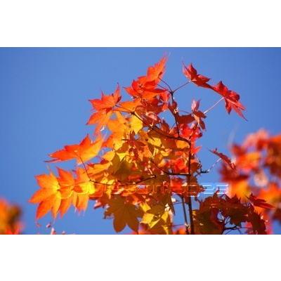 『庭木のツチトコ』（量多め）酸性雨など自然環境悪化の今、庭木に必要なミネラル７種配合 木々が多いお庭に（４００ｇ）*受注生産 |  | 05