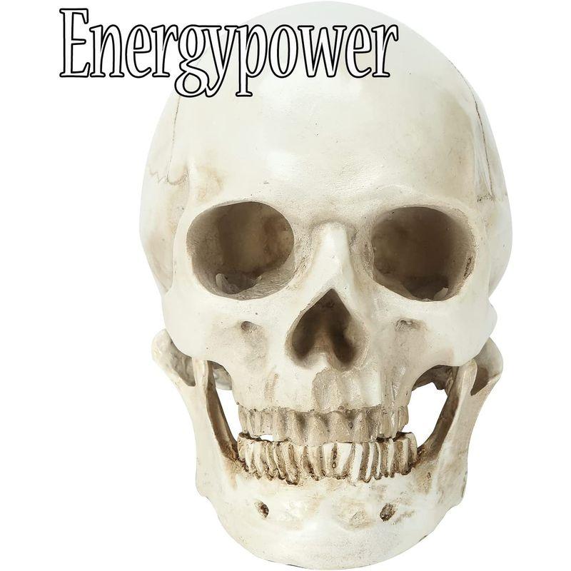 【メール便】 EnergyPower 実物大 頭蓋骨 レプリカ あごが動く可動式 骸骨 人体模型 骨格標本 骨格模型 等身大 精密模型 精密モデル 理科/ 【2225691664】(11583円)