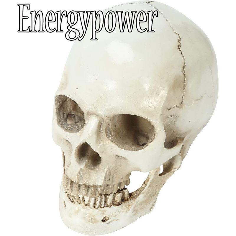 【メール便】 EnergyPower 実物大 頭蓋骨 レプリカ あごが動く可動式 骸骨 人体模型 骨格標本 骨格模型 等身大 精密模型 精密モデル 理科/ 【2225691664】(11583円)