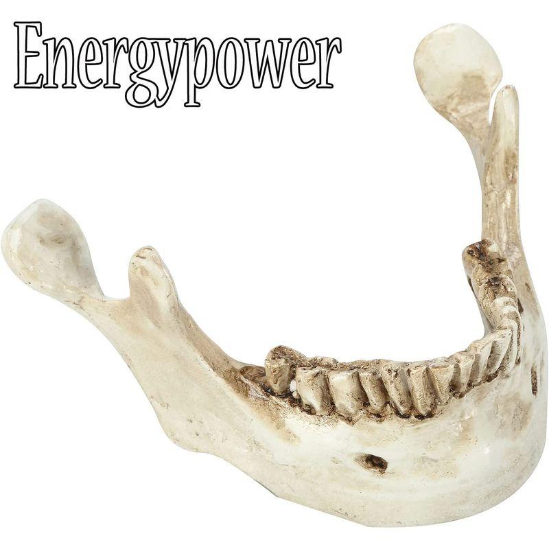 【メール便】 EnergyPower 実物大 頭蓋骨 レプリカ あごが動く可動式 骸骨 人体模型 骨格標本 骨格模型 等身大 精密模型 精密モデル 理科/ 【2225691664】(11583円)