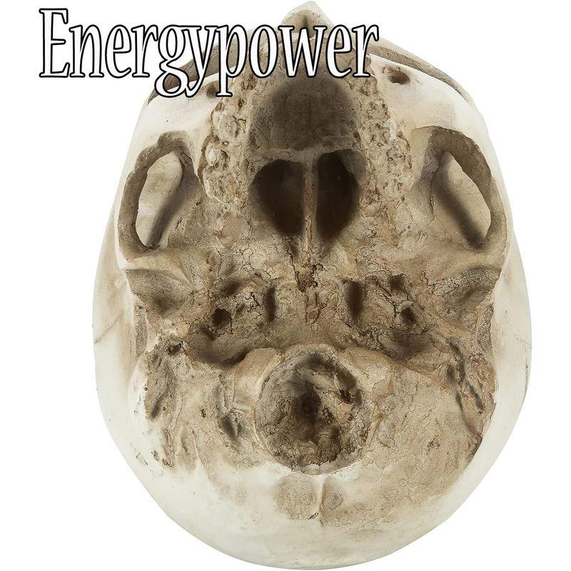 【メール便】 EnergyPower 実物大 頭蓋骨 レプリカ あごが動く可動式 骸骨 人体模型 骨格標本 骨格模型 等身大 精密模型 精密モデル 理科/ 【2225691664】(11583円)