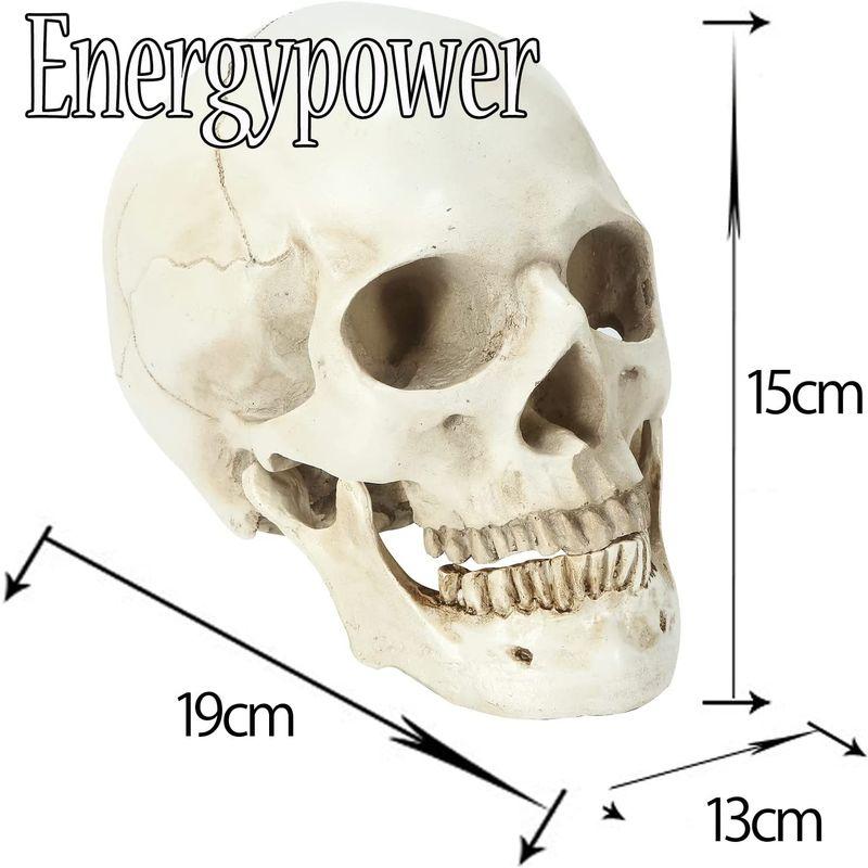 【メール便】 EnergyPower 実物大 頭蓋骨 レプリカ あごが動く可動式 骸骨 人体模型 骨格標本 骨格模型 等身大 精密模型 精密モデル 理科/ 【2225691664】(11583円)