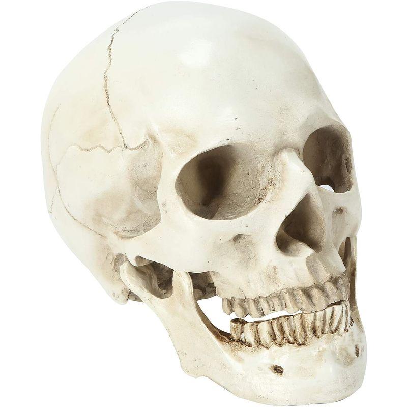 【メール便】 EnergyPower 実物大 頭蓋骨 レプリカ あごが動く可動式 骸骨 人体模型 骨格標本 骨格模型 等身大 精密模型 精密モデル 理科/ 【2225691664】(11583円)