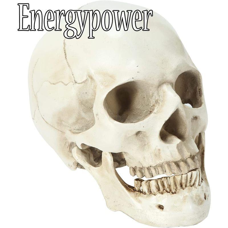 【メール便】 EnergyPower 実物大 頭蓋骨 レプリカ あごが動く可動式 骸骨 人体模型 骨格標本 骨格模型 等身大 精密模型 精密モデル 理科/ 【2225691664】(11583円)