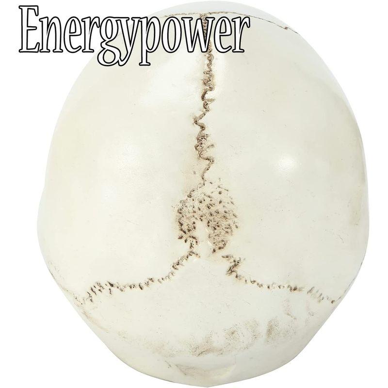 【メール便】 EnergyPower 実物大 頭蓋骨 レプリカ あごが動く可動式 骸骨 人体模型 骨格標本 骨格模型 等身大 精密模型 精密モデル 理科/ 【2225691664】(11583円)