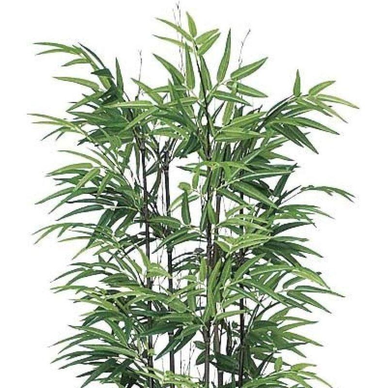 即購入可★ 人工観葉植物 光の楽園 黒竹 1.8m 【1770733430】(62810円)