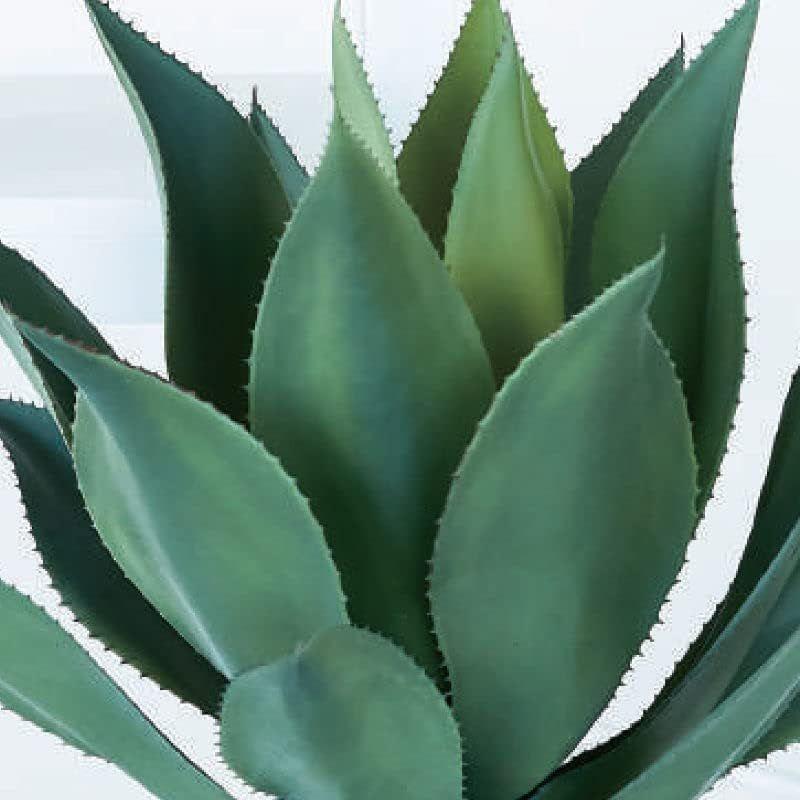 【超激レア】 人工観葉植物 アガベアテナータポット50 （1個） bb250-0 （代引き不可） p85 【G4478620352】(23310円)