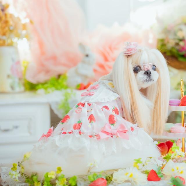 きゃんナナ 犬服 ワンピース 春夏 【きゃんナナ】いちごプリンセス