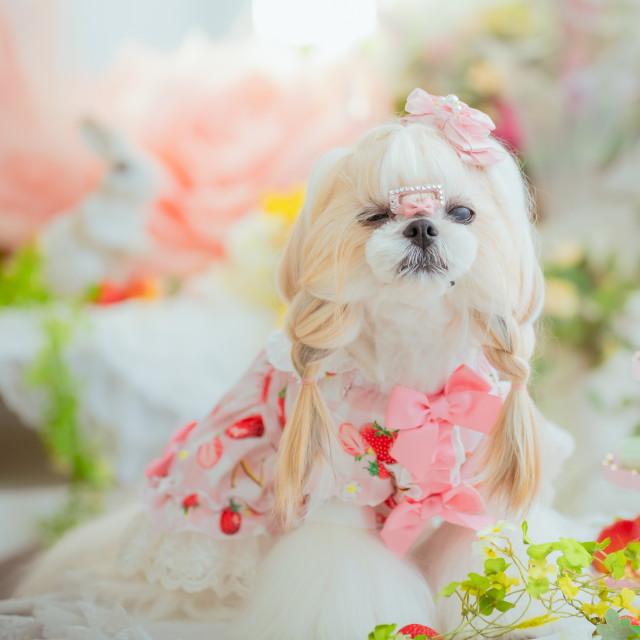 きゃんナナ いちごプリンセスワンピース 限定色 Lサイズ きゃんナナ 犬服 ワンピース 春夏 【きゃんナナ】いちごプリンセス