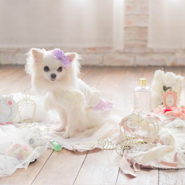 CanNana 犬服 秋服 きゃんナナフリルトップス×ツイードドッキング