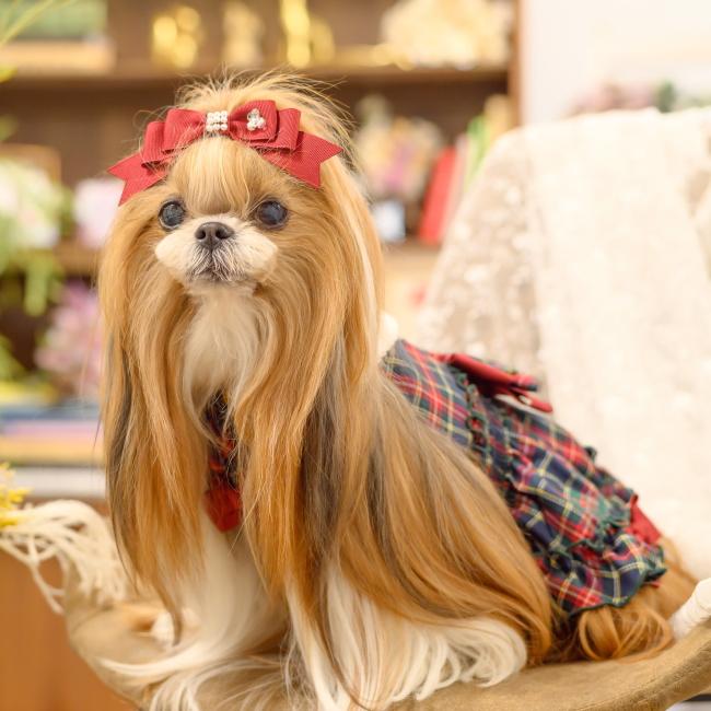 CanNana 犬服 セーター ドッグウェア 白襟タータンチェックワンピース