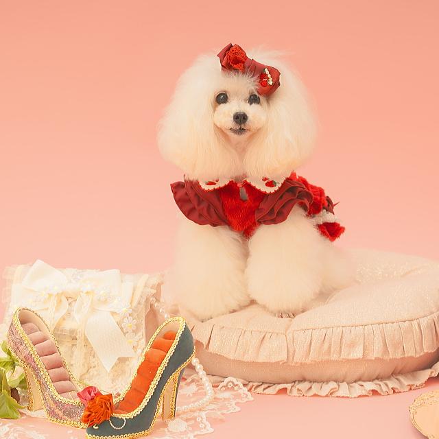 CanNana 犬服 冬いちごスウィートアップワンピース 秋 冬服 冬ワンピ