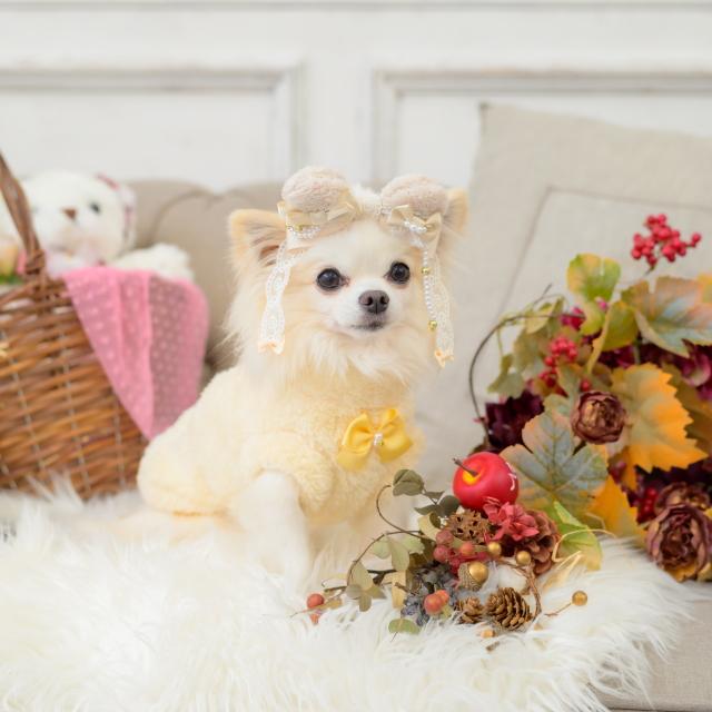 CanNana 犬服 セーター ドッグウェア きゃんくまボアジャケット 秋 冬