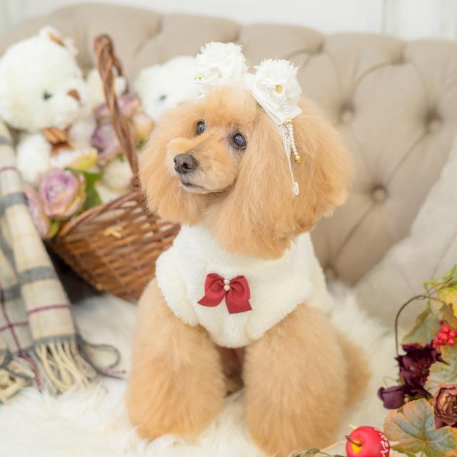 CanNana 犬服 セーター ドッグウェア きゃんくまボアジャケット 秋 冬