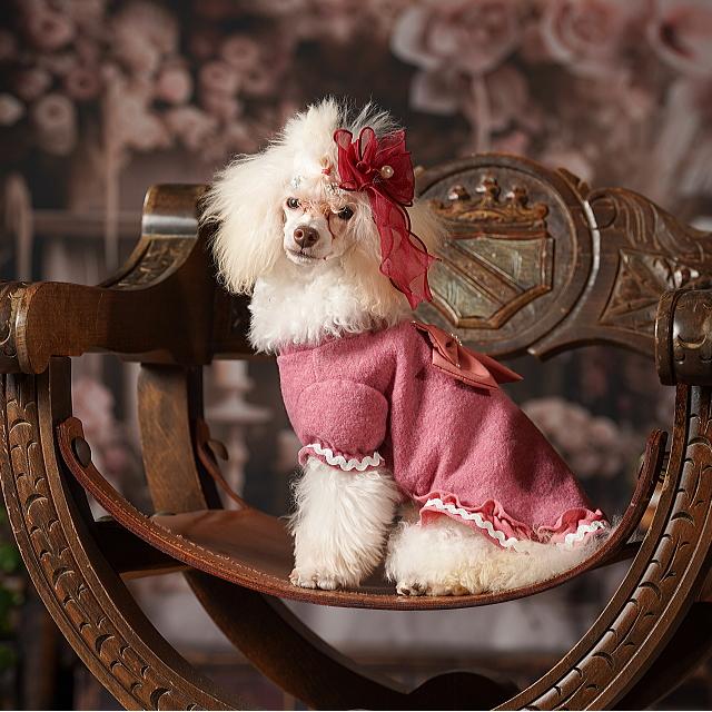 きゃんナナ かわいいリボンの起毛プルオーバー SSサイズ CanNana 犬服 かわいいリボンの起毛プルオーバー 秋 冬服 冬ワンピ