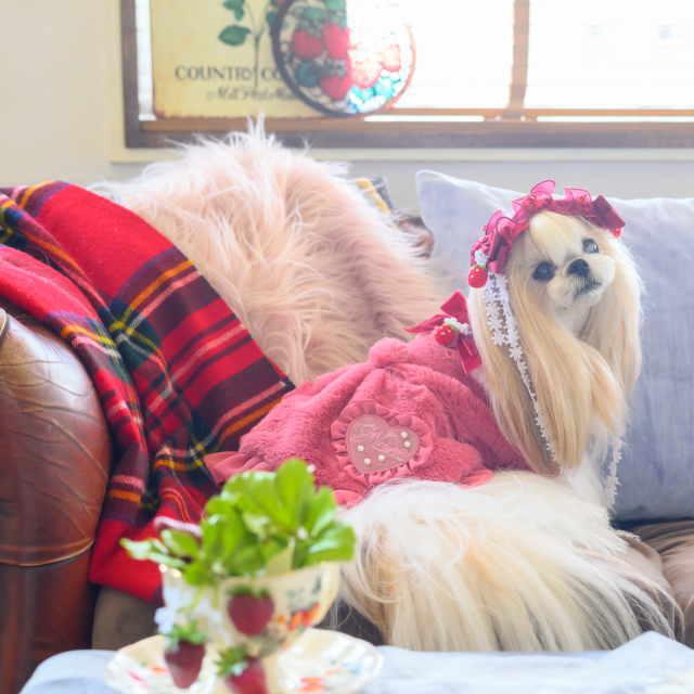 CanNana 犬服 コート ドッグウェア ブローチ付き冬いちごファーコート