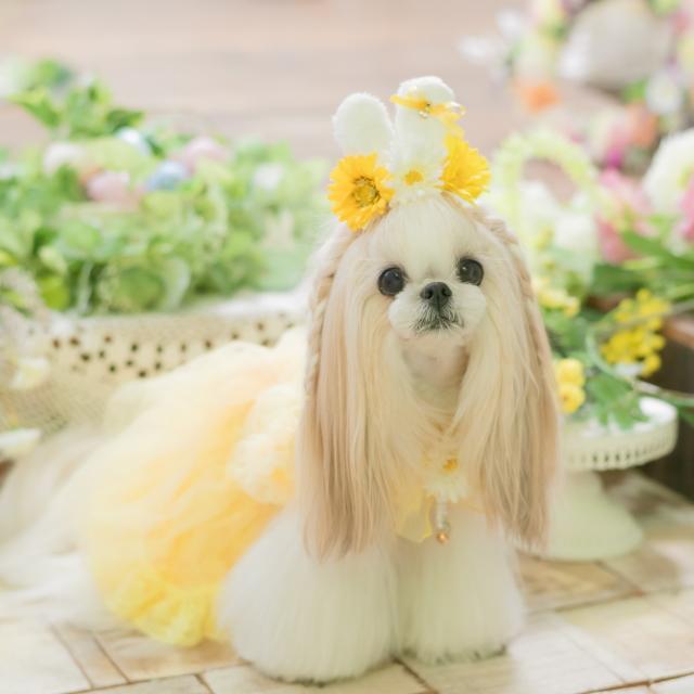 CanNana 犬服 春 チュールフリルキャミワンピース SS-Lサイズ きゃん